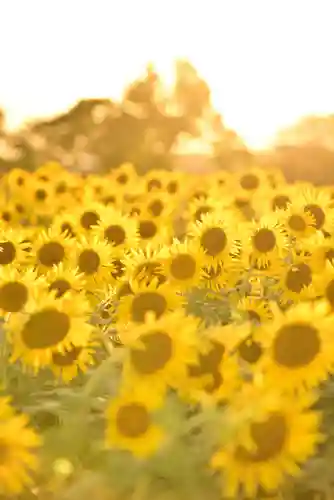 座間神社(神奈川県)