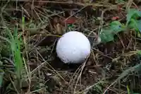 阿久津「田村神社」(郡山市阿久津町)旧社名:伊豆箱根三嶋三社の自然