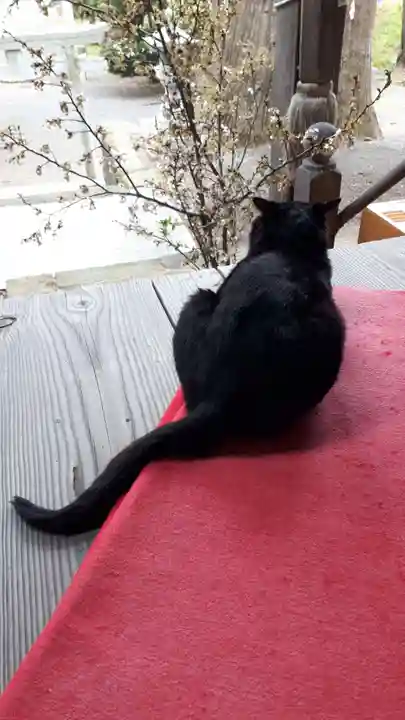 高司神社〜むすびの神の鎮まる社〜の動物