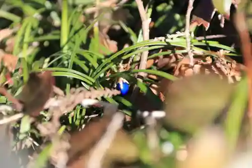 多賀神社の自然