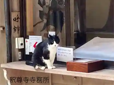 釋尊寺の動物