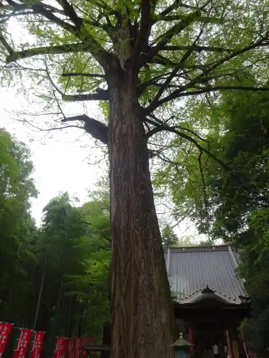 野津田薬師堂(福王寺)の自然