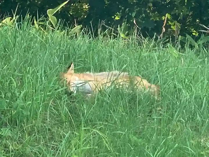 留辺蘂神社の動物