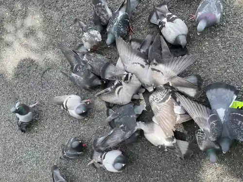 開口神社の動物