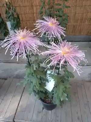 明治神宮(東京都)