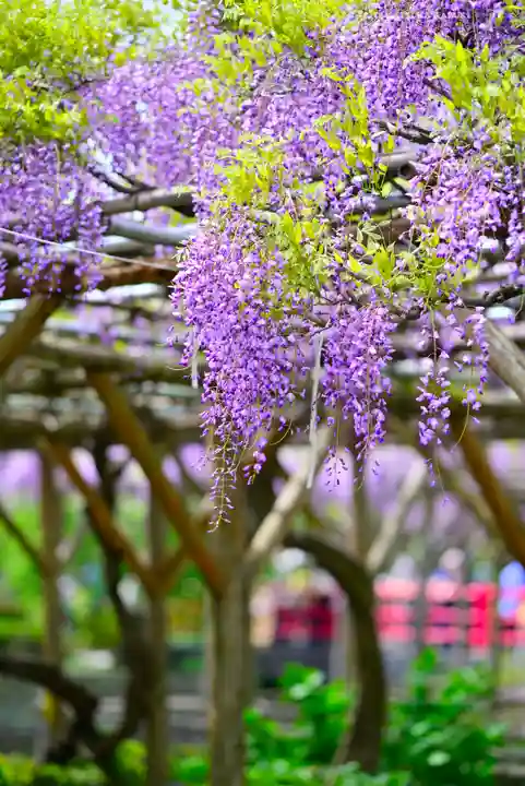 亀戸天神社(東京都)