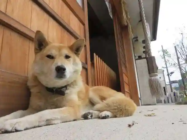縣神社(京都府)