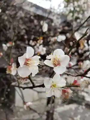 乃木神社(東京都)