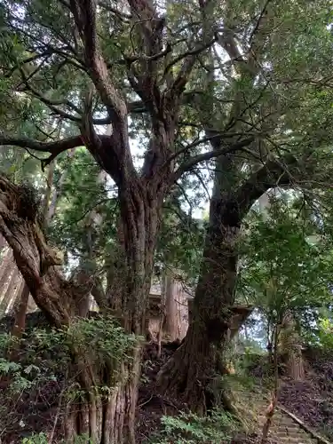 熊野神社の自然