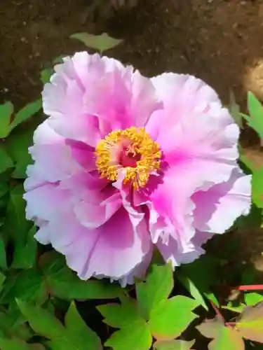 圓照寺(東京都)