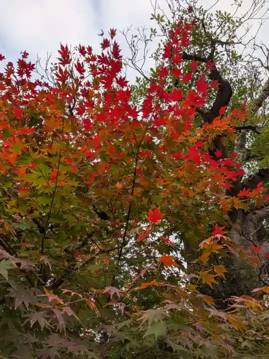 妙法寺(東京都)