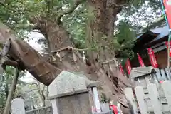 信太森神社（葛葉稲荷神社）の自然