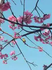 櫛田神社の自然