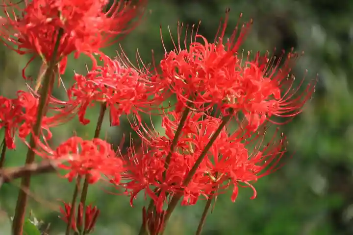 阿久津「田村神社」(郡山市阿久津町)旧社名:伊豆箱根三嶋三社の自然