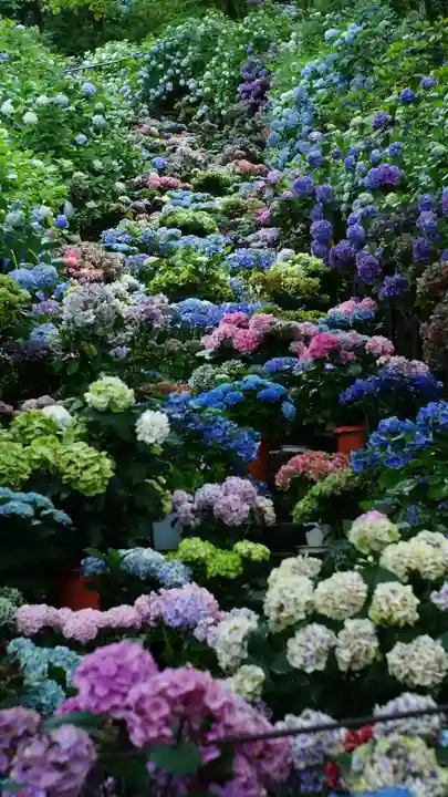 長谷寺(奈良県)