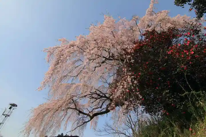 貝山薬師堂の自然