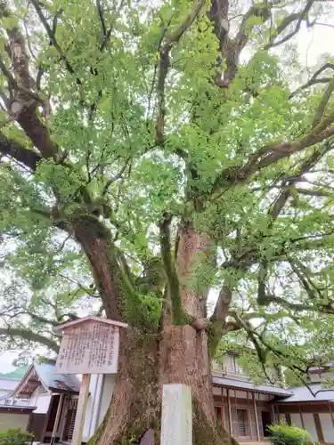 太宰府天満宮の自然