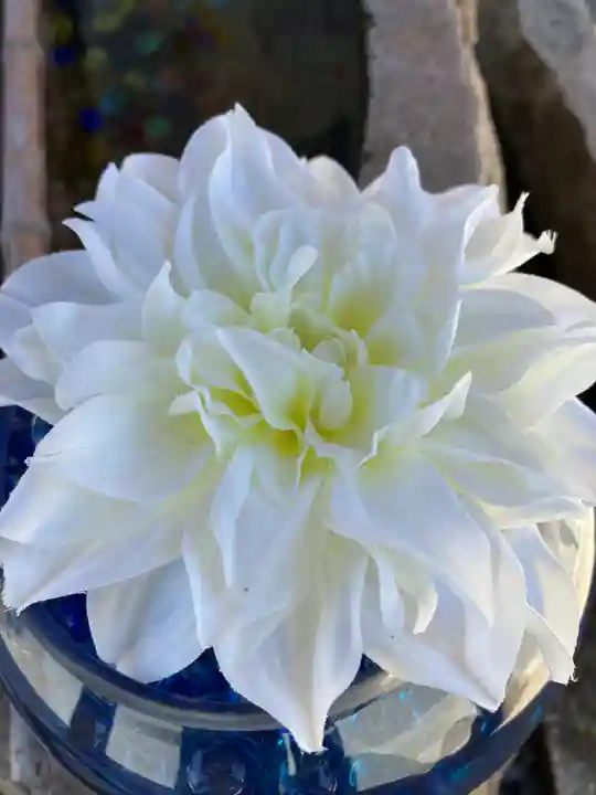 水堂須佐男神社の自然