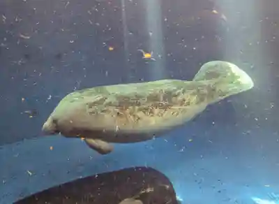 大山祇神社(三重県)