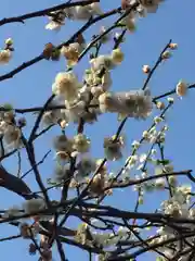 湯島天満宮の自然