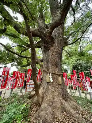 住吉大社(大阪府)