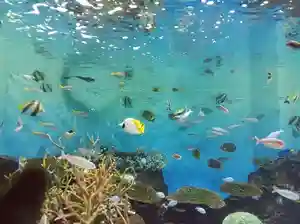 白狐山光星寺(山形県)(2024年08月12日(月) 20時40分39秒投稿)