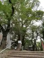 観音寺(世田谷山観音寺)の自然