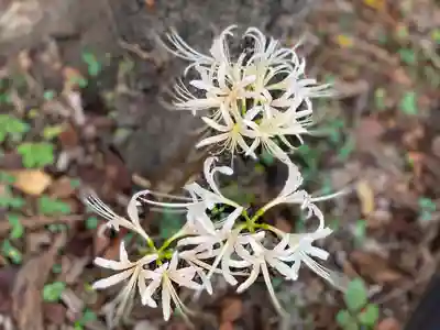 押切八幡神社の自然