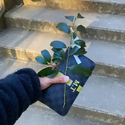 下野 星宮神社のその他建物