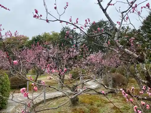 隨心院（随心院）の自然