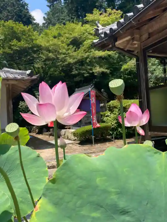 臨済寺の本殿・本堂