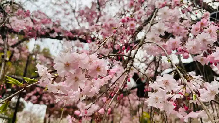 平野神社(京都府)