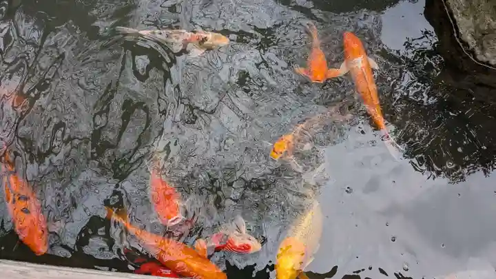 繁多寺の動物