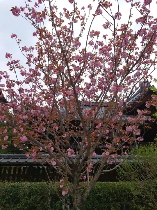 八坂神社(祇園さん)の自然