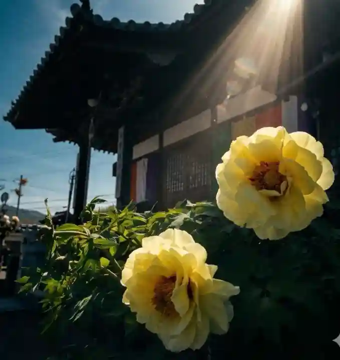 真言宗 善通寺派 薬王寺の{uncategorized: "未分類", other: "その他", undefined: "問題あり", building: "その他建物", grave: "お墓", sacred_gate: "鳥居", guardian: "狛犬", statue: "像", buddha: "仏像", history: "歴史", nature: "自然", garden: "庭園", animal: "動物", pagoda: "塔", temizu: "手水舎", mountain_gate: "山門・神門", sanctuary: "本殿・本堂", subordinate: "末社・摂社", art: "芸術", scenery: "景色", jizo: "地蔵", ema: "絵馬", goshuin: "御朱印", omikuji: "おみくじ", items: "授与品その他", amulet: "お守り", goshuincho: "御朱印帳", eats: "食事", festival: "お祭り", votive_dance: "神楽", shichigosan: "七五三参", wedding: "結婚式", experience: "体験その他", initially: "初詣", around: "周辺", anti_infection: "感染症対策"}