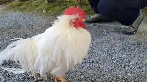 伊勢神宮内宮（皇大神宮）の動物