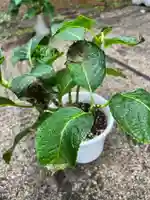 大宮温泉神社の自然