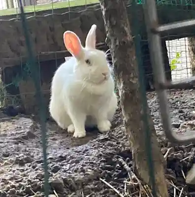 太子堂八幡神社(東京都)