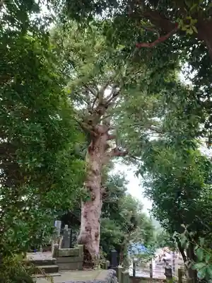 二伝寺(ニ傳寺)の自然