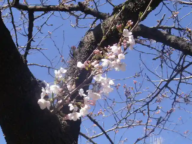 鶴岡八幡宮の自然