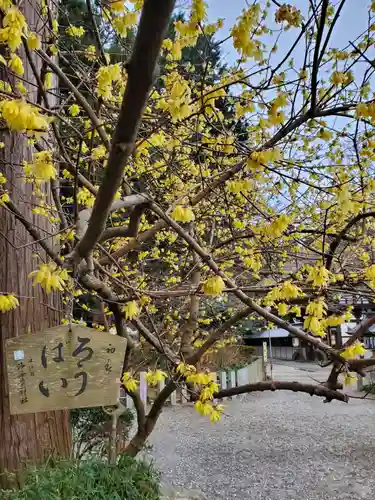 沙沙貴神社の自然