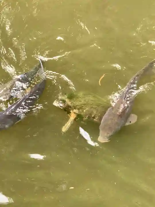 寒川神社の動物