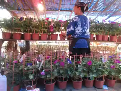 真源寺（入谷鬼子母神）のお祭り