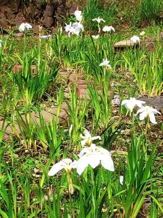 鳩森八幡神社の自然