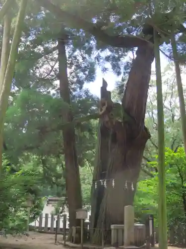 高倉神社の自然