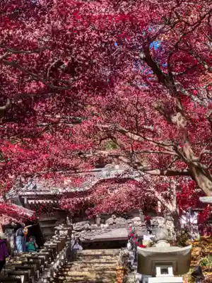 大山寺(神奈川県)