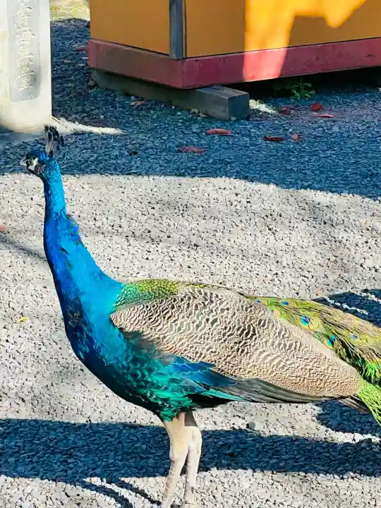 楽法寺(雨引観音)の{uncategorized: "未分類", other: "その他", undefined: "問題あり", building: "その他建物", grave: "お墓", sacred_gate: "鳥居", guardian: "狛犬", statue: "像", buddha: "仏像", history: "歴史", nature: "自然", garden: "庭園", animal: "動物", pagoda: "塔", temizu: "手水舎", mountain_gate: "山門・神門", sanctuary: "本殿・本堂", subordinate: "末社・摂社", art: "芸術", scenery: "景色", jizo: "地蔵", ema: "絵馬", goshuin: "御朱印", omikuji: "おみくじ", items: "授与品その他", amulet: "お守り", goshuincho: "御朱印帳", eats: "食事", festival: "お祭り", votive_dance: "神楽", shichigosan: "七五三参", wedding: "結婚式", experience: "体験その他", initially: "初詣", around: "周辺", anti_infection: "感染症対策"}
