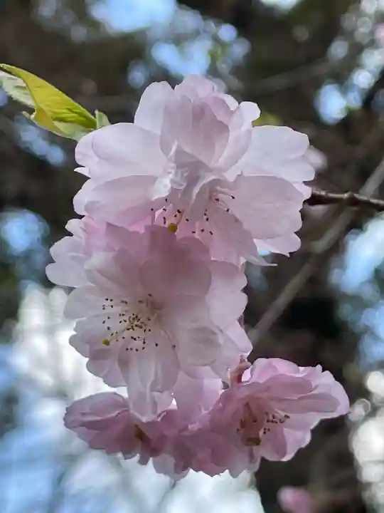 十輪寺(京都府)