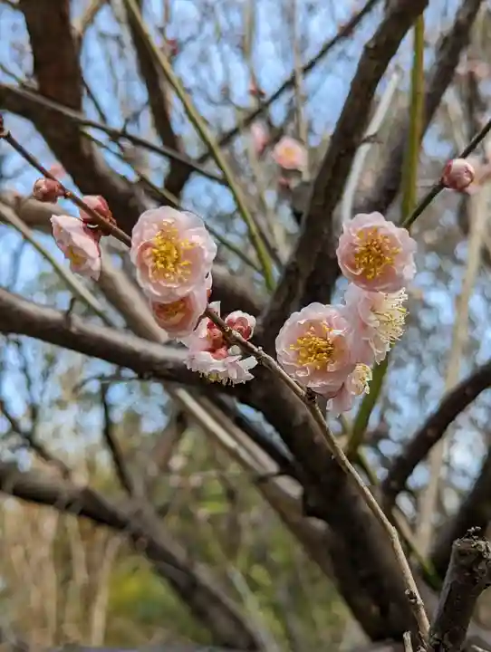 梅宮大社(京都府)