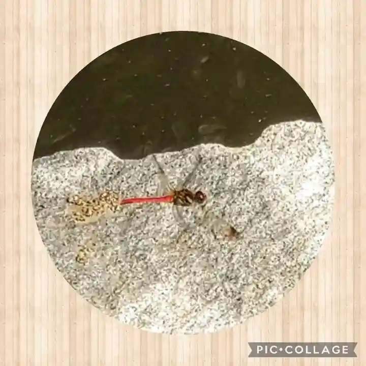 日本第一熊野神社の動物